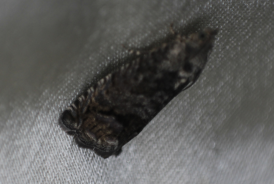 Cydia splendana - tölgymakkmoly