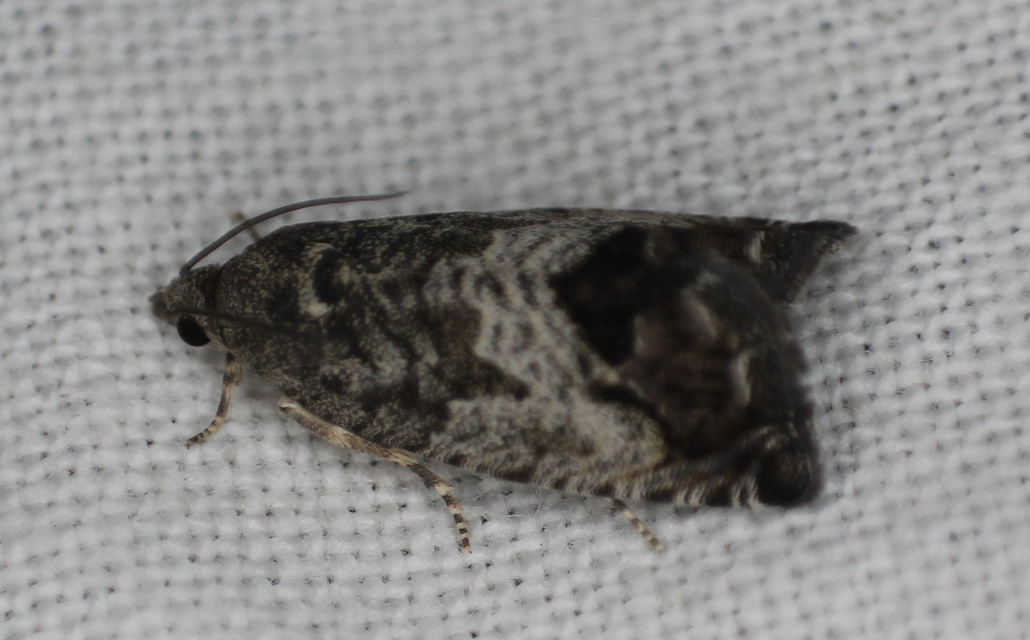 Cydia splendana - tölgymakkmoly