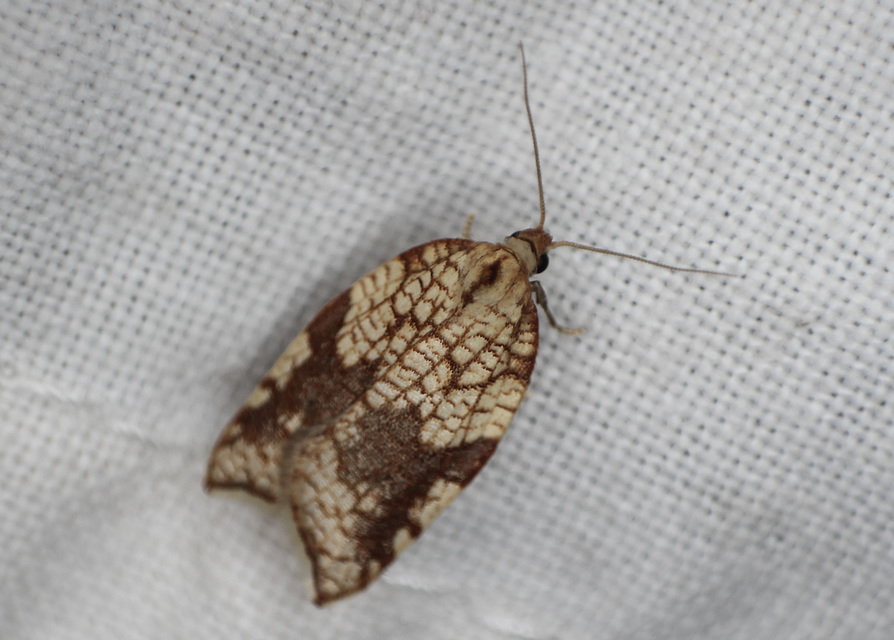 Acleris rhombana - cifra levélmoly