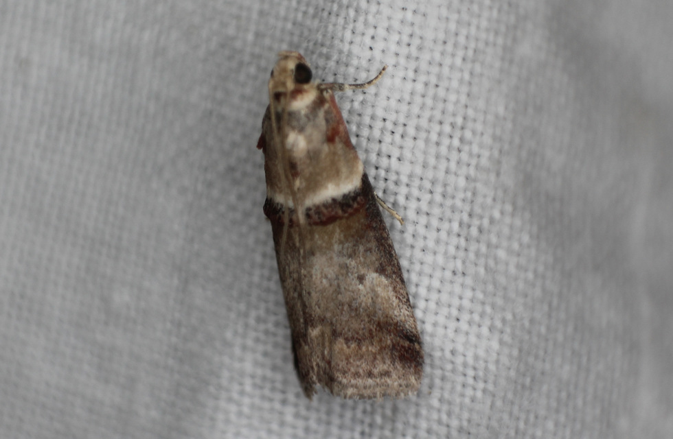 Acrobasis tumidana - bordás karcsúmoly
