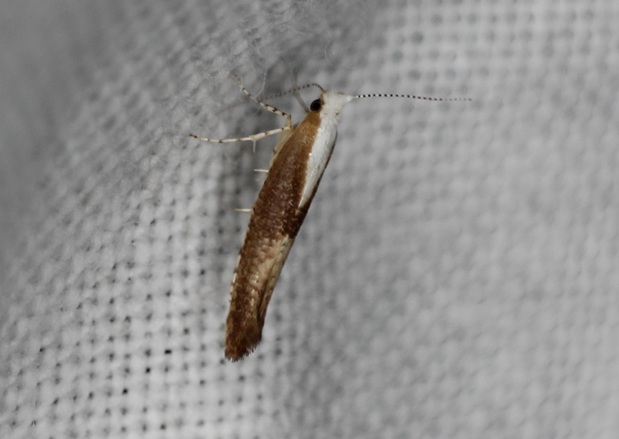 Argyresthia albistria - kökényfúró aranymoly