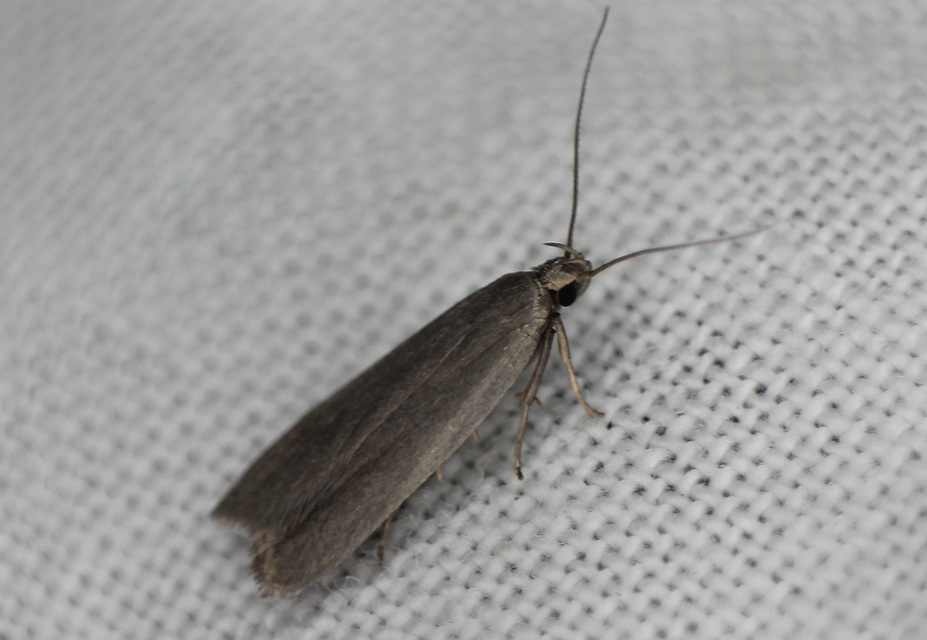 Acompsia cinerella - szürke sarlósmoly