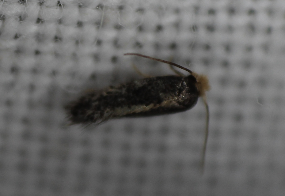 Nepticulidae - törpemolyfélék