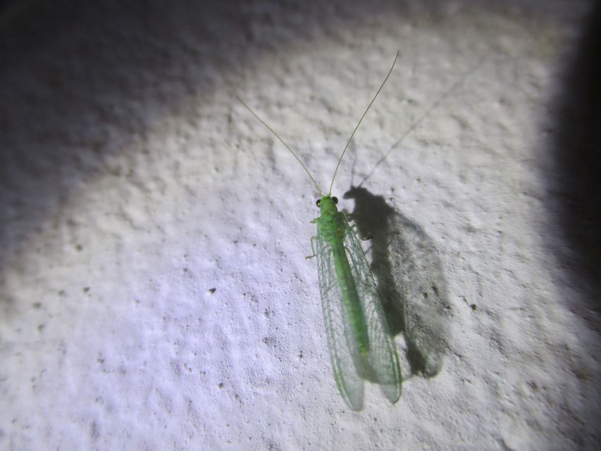 Chrysopidae - zöldfátyolkák