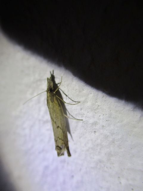 Pediasia contaminella - mocskos fűgyökérmoly