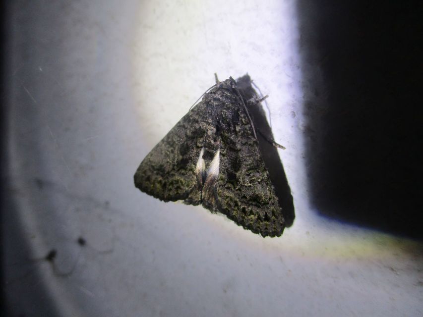 Anophia leucomelas - déli folyófűbagoly