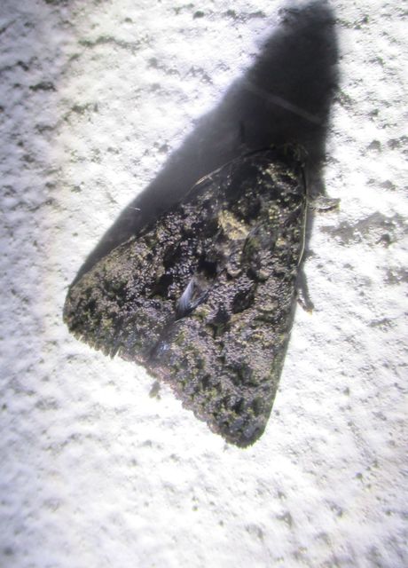 Anophia leucomelas - déli folyófűbagoly