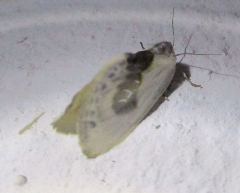Cilix glaucata - törpe sarlósszövő