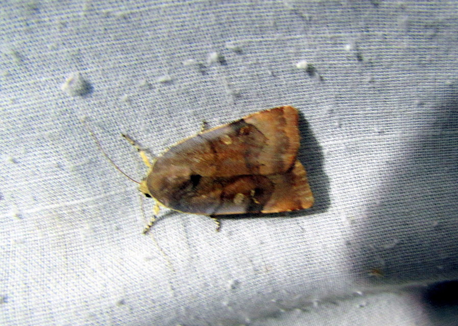Noctua janthe/janthina