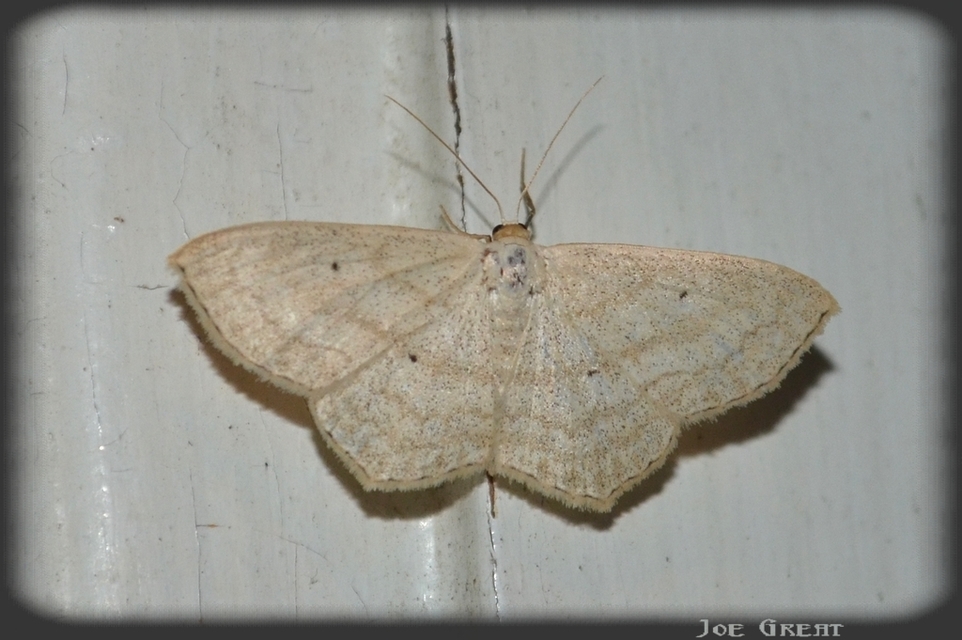 Scopula nigropunctata - feketepettyes araszoló