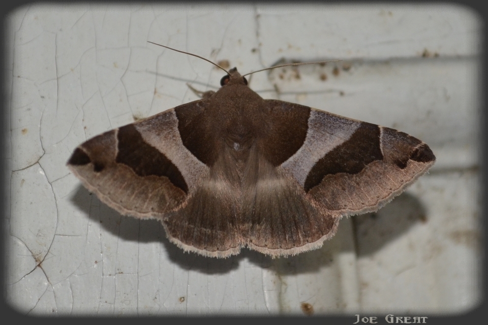 Dysgonia algira - déli porcelánbagoly