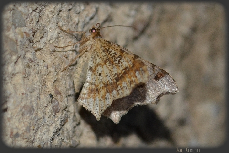 Macaria alternata - közönséges szürkearaszoló