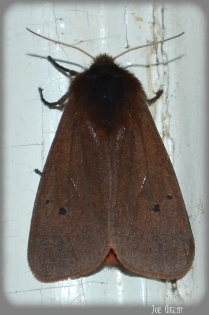 Phragmatobia fuliginosa - füstös medvelepke