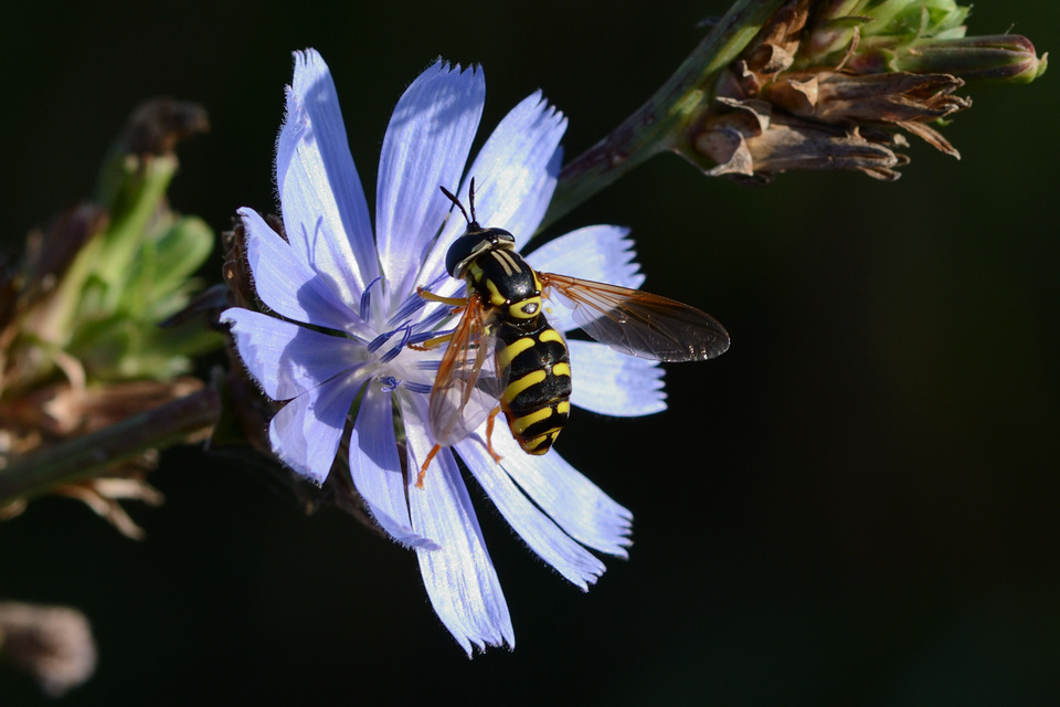Chrysotoxum