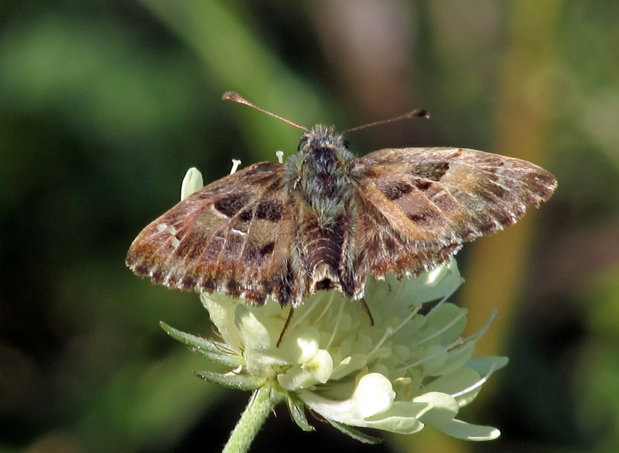 Carcharodus alceae - mályva-busalepke
