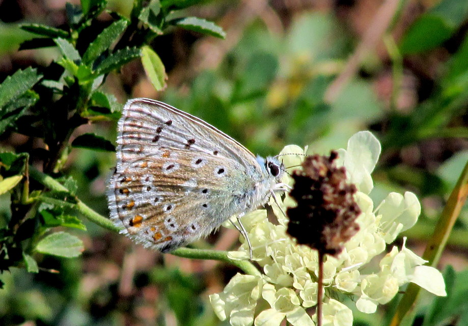 Polyommatus coridon - ezüstkék boglárka
