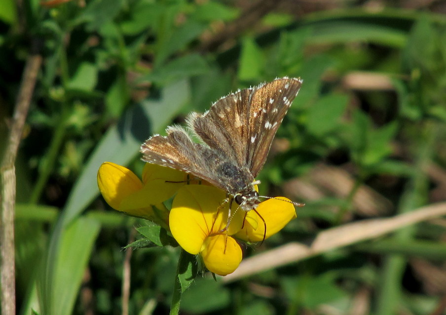 Pyrgus armoricanus - feles busalepke