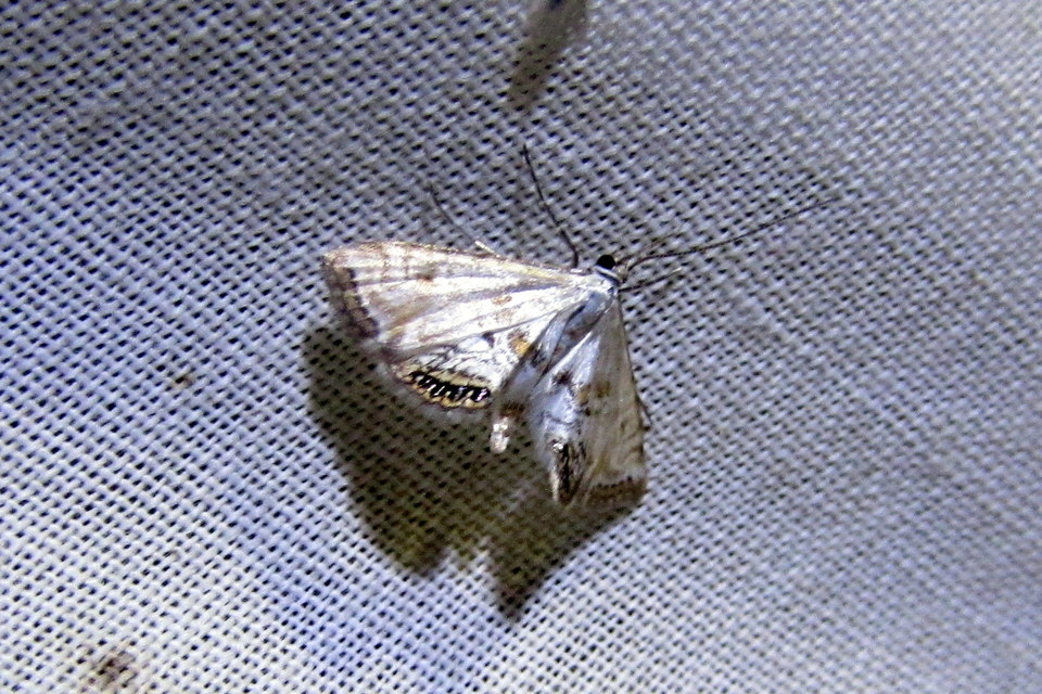 Cataclysta lemnata - békalencsemoly