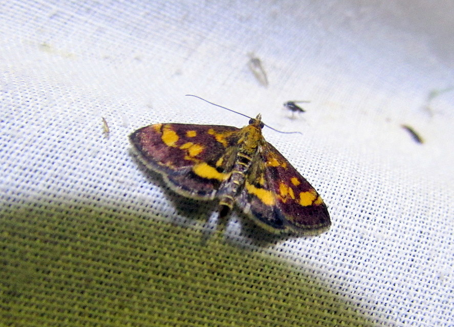 Pyrausta aurata - aranyló bíbormoly