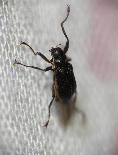 Macronychus quadrituberculatus - négypúpú karmosbogár