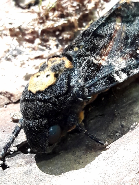 Acherontia atropos - halálfejes lepke