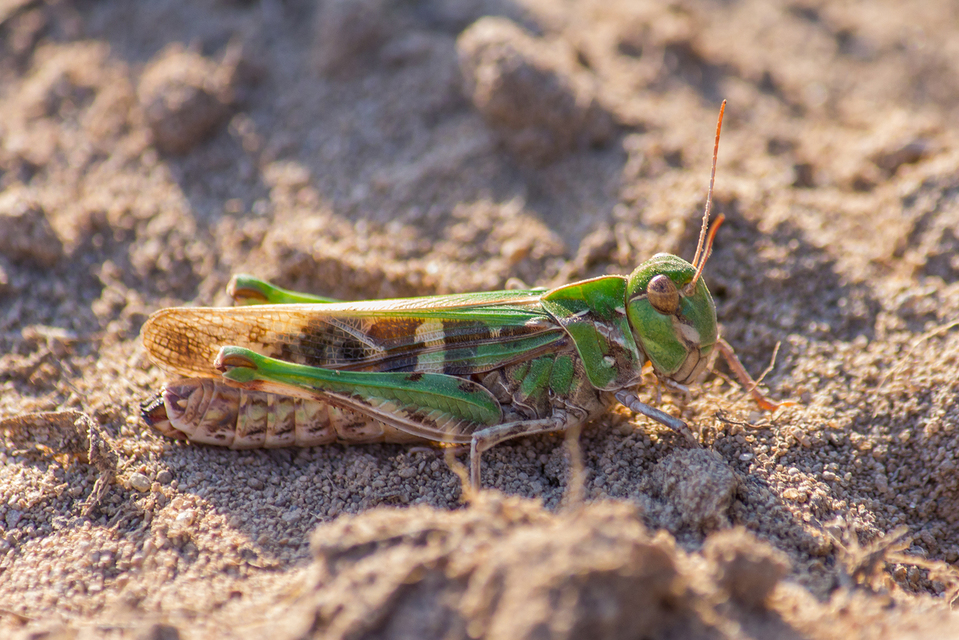 Oedaleus decorus - szalagos sáska