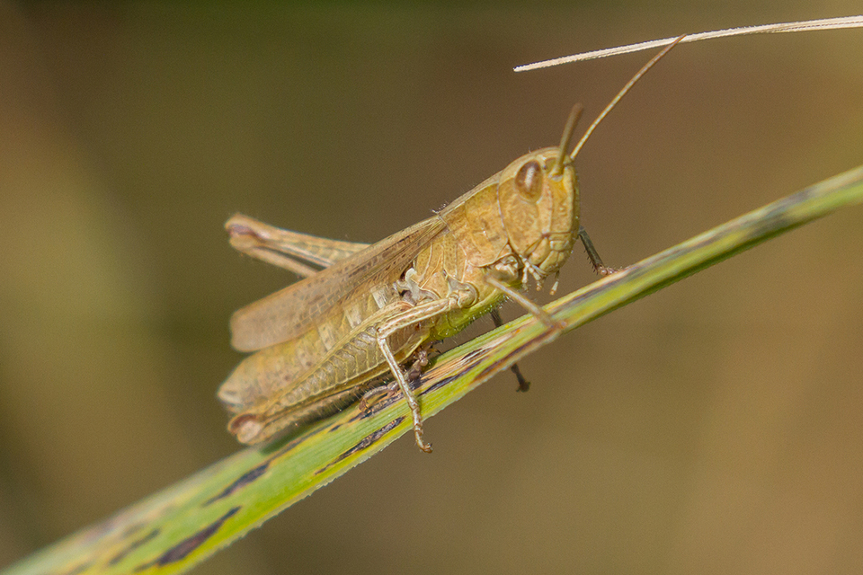 Chorthippus (Chorthippus) (subgenus)