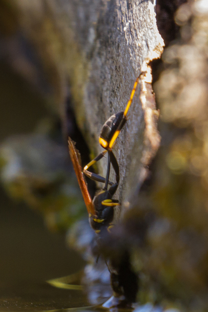 Sceliphron caementarium - feketenyelű lopódarázs