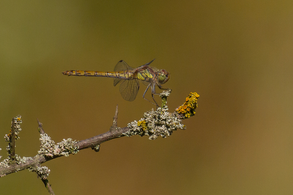 Sympetrum striolatum - harántsávos katona-szitakötő