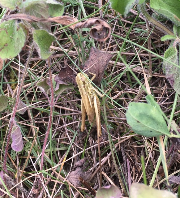 Euchorthippus declivus - rövidszárnyú rétisáska