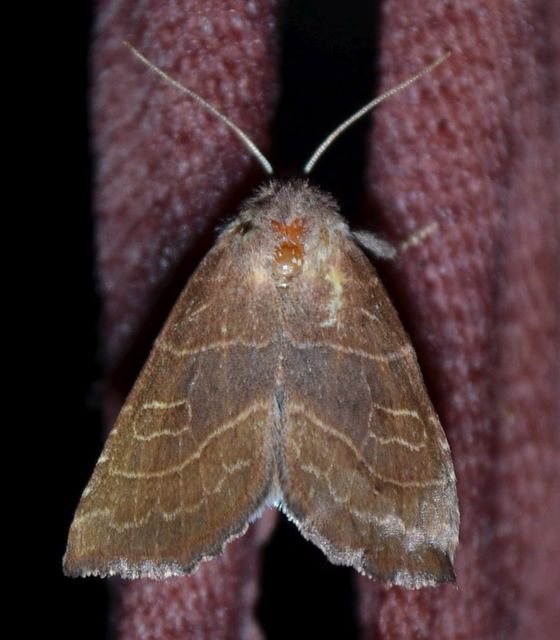 Atethmia ambusta - körtebagoly