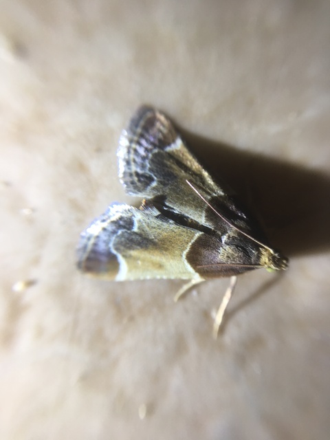 Pyralis farinalis - lisztilonca