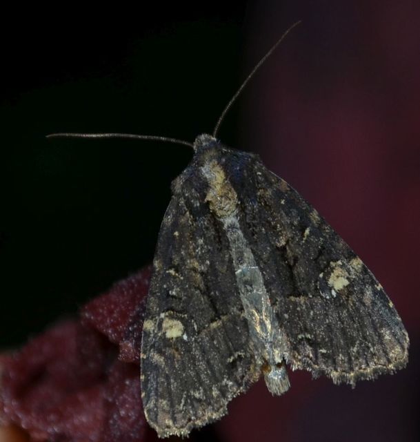Mesapamea secalella/secalis