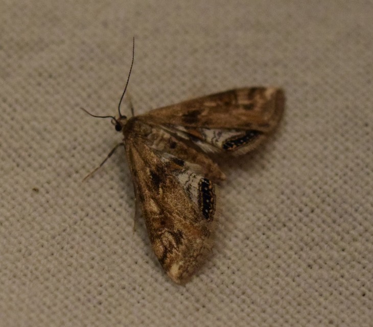 Cataclysta lemnata - békalencsemoly