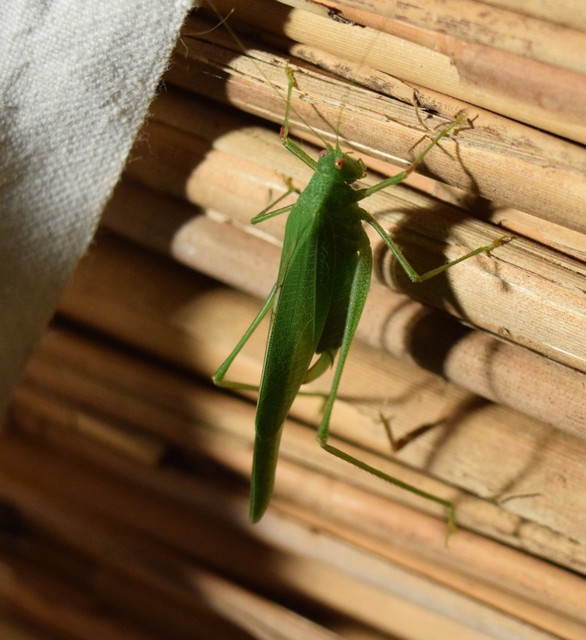 Phaneroptera nana - pontozott repülőszöcske