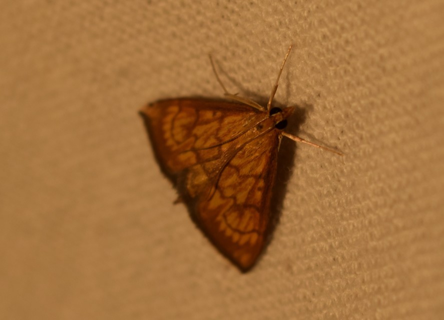 Ecpyrrhorrhoe rubiginalis - rozsdavörös tűzmoly