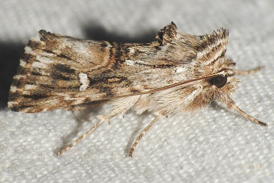Calophasia lunula - gyújtoványfű-apróbagoly