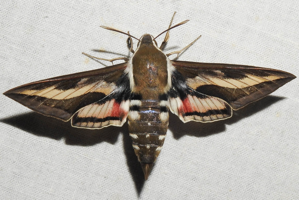 Hyles gallii - galajszender