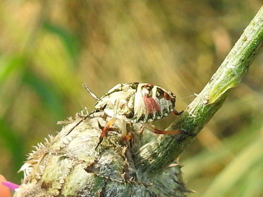 Carpocoris