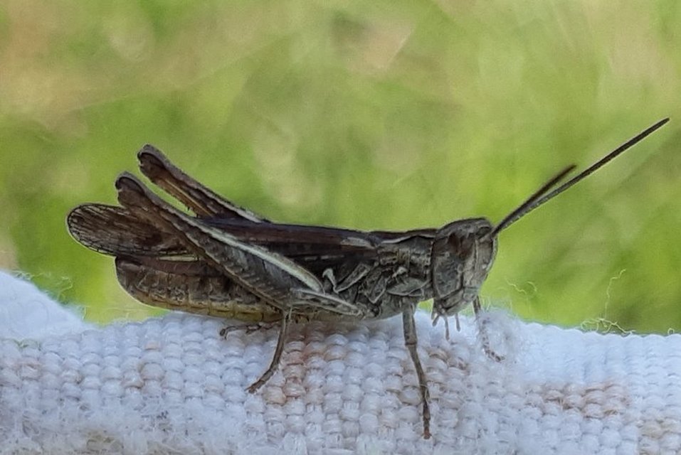 Chorthippus mollis - halk tarlósáska