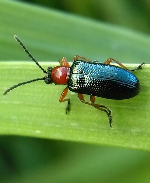 Oulema melanopus/duftschmidi