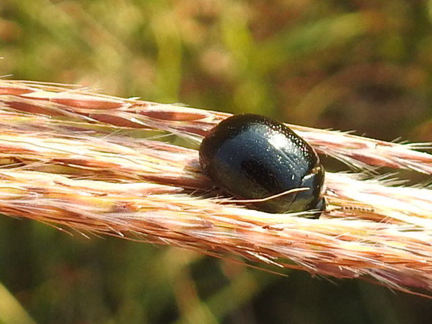 Chrysolina haemoptera - mezei levélbogár