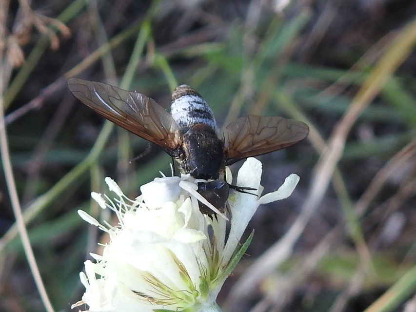 Exoprosopa dispar