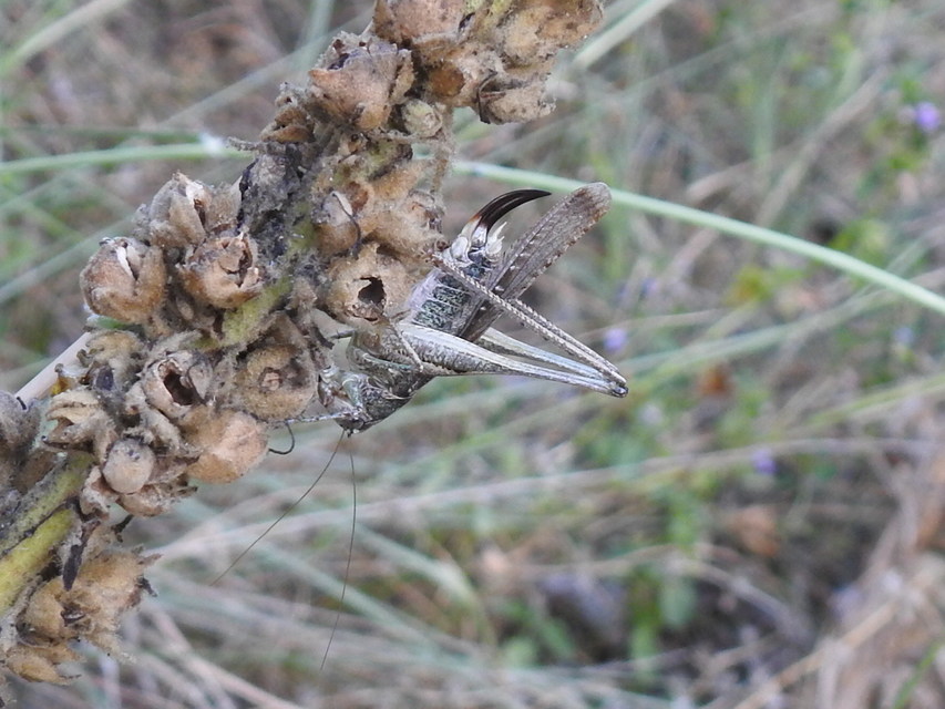 Platycleis grisea - szürke rétiszöcske