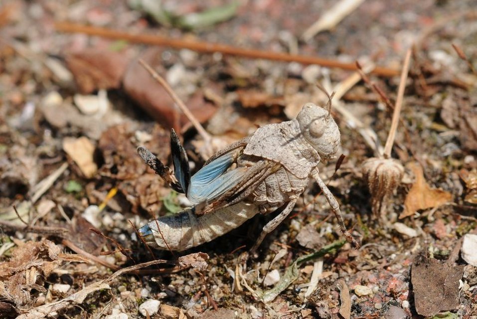 Oedipoda caerulescens - kékszárnyú sáska