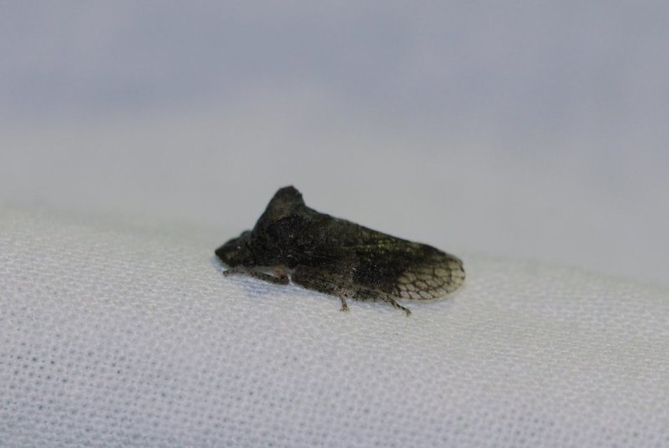 Ledra aurita - füleskabóca