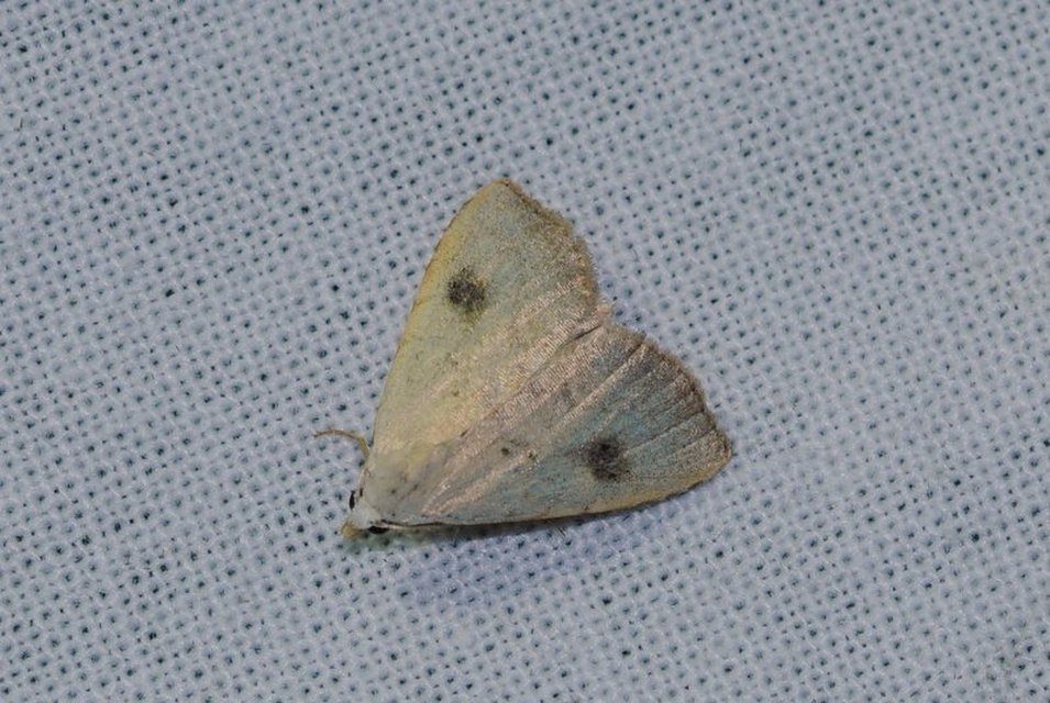 Rivula sericealis - selymes lórombagoly