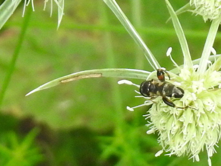 Syritta pipiens - zizegő comboslégy