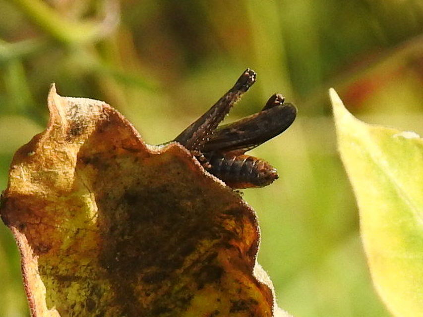 Omocestus rufipes - vöröshasú tarlósáska