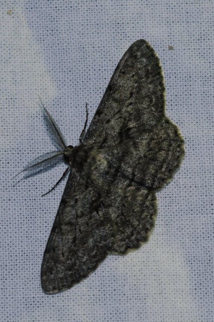 Hypomecis roboraria - nagy tölgyfaaraszoló